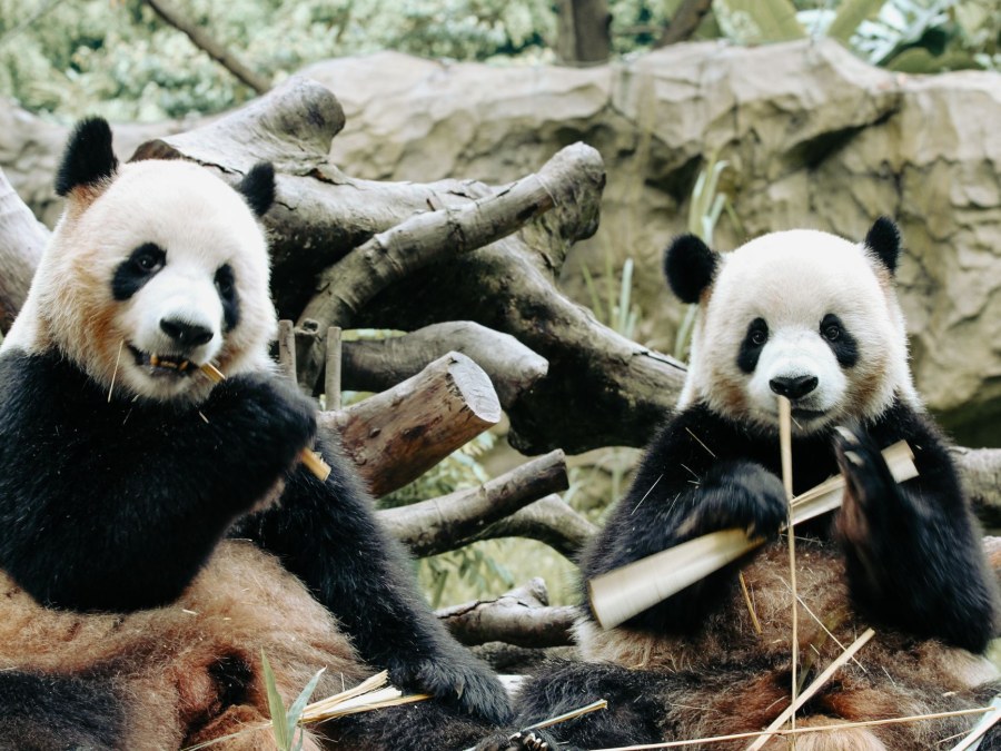 Due panda giganti partono dalla Cina per uno zoo negli Stati Uniti
