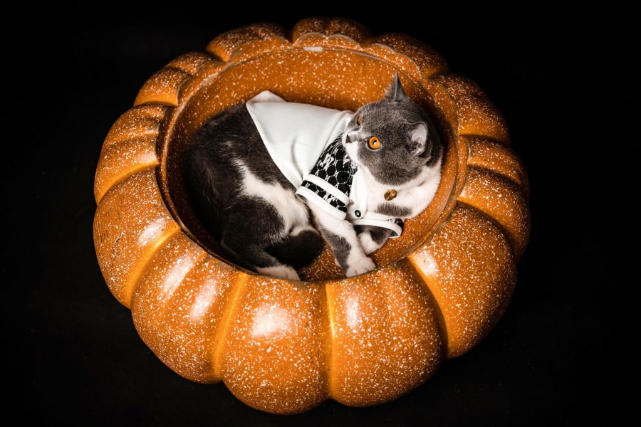 Gatto obeso salvato dal lutto: la rinascita di Pumpkin