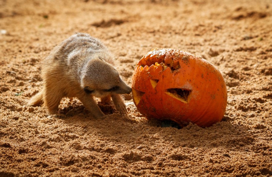 Zucca Bagheera batte il record del Regno Unito: pesa 1.295 kg